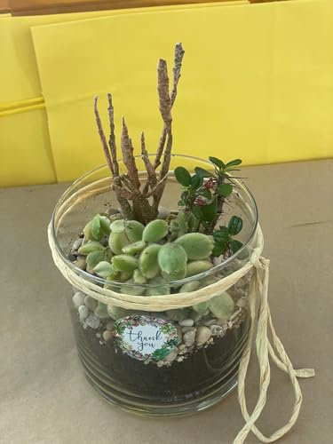 Terrario in Vetro con Piante Grasse,