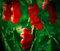 RWS annuum 100 semillas de chile pene, semillas de pimienta Pedro, pimiento,calientes chiles