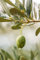 Pianta di Ulivo Albero di Olivo Età 2 anni Pianta da esterno di Ulivo o Olea Europea Pianta vera da mangiare di Ulivo o Olivo venduta da eGarden.store (Coratina)