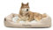 lionto Hundekörbchen mit flauschigem Wendekissen, kuscheliges Heimtierbett in meliertem Design mit tiefem Einstieg für Hunde & Katzen aller Größen, 110x80 cm, weiches Hundebett, beige (Namensaufdruck)