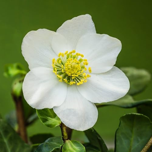 Vivai le Georgiche - Pianta vera di Helleborus niger Elleboro nero, Rosa di Natale - vaso Ø 13 cm