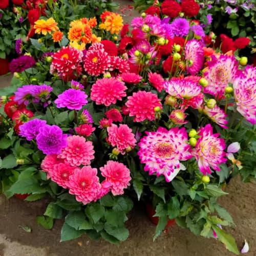 Gartendekoration – leuchtende und schöne Dahlien, winterharte Blumenzwiebeln, wunderschöne Blumen für Balkone und Gärten, Stauden, unverzichtbare Blumen für den Garten-4 zwiebel