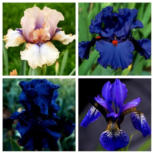 Schwertlilie – Leuchtende Iris, passend für kompakten Balkon & Beetrand, winterhart-4 Wurzeln -A