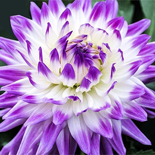 Haloppe 100 piezas de semillas de plantas de flores de dalia para plantar en el jardín del hogar, semillas de flores de dalia para jardín Semillas de dalia