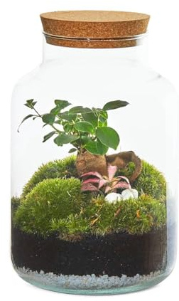 Kit Terrario Plantas DIY sin Plantas Naturales - Botella de Vidrio con Tapa de Corcho, Sustrato Natural, Piedras Blancas y Piedras Volcánicas - Jardín en Botella Decorativo para Interior