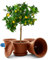 BigDean 4 Stück Blumentopf mit Untersetzer rund ø 35 cm Terracotta – wetterfester Pflanzkübel Made in Europe