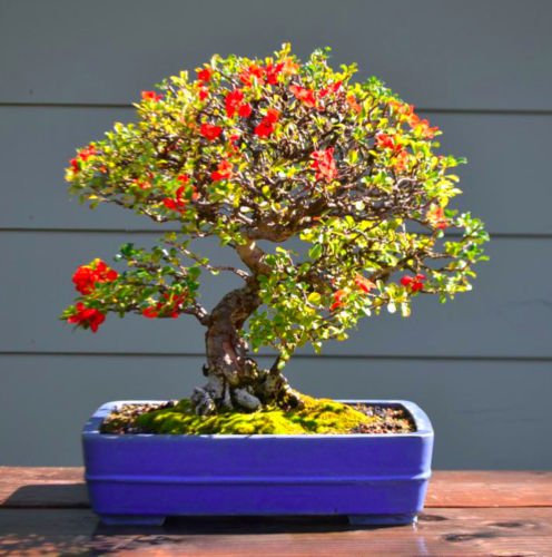Mela cotogna giapponese - 30 Semi Bonsai - Chaenomeles Japonica - Arbusto