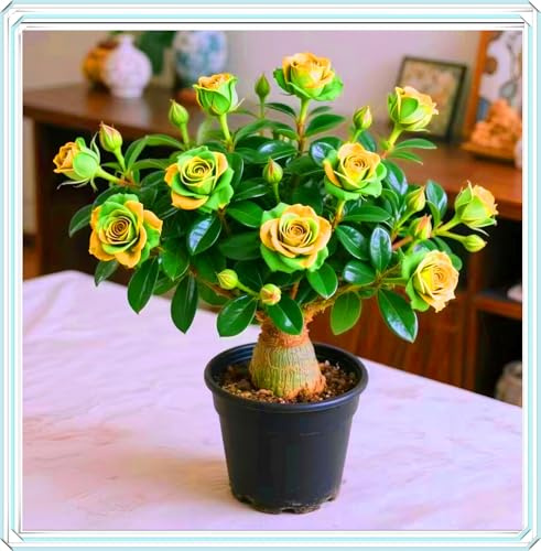 Cuanto más la expongas al sol, más florecerá. Incluso una persona perezosa puede cultivar una rosa del desierto.-2bulbos-A