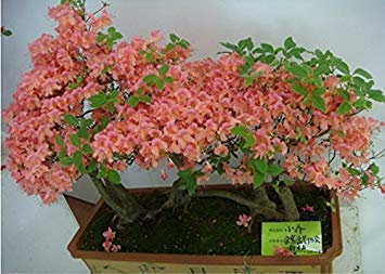 VISTARIC 20pcs Kanada Bunte Ahornbaum-Samen Mini Pflanzen Bonsai Pflanze DIY Blatt Hausgarten kann von grün auf rot