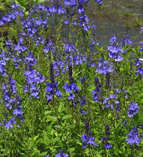 Veronika Österreichischer Ehrenpreis Royal Blue - Veronica austriaca