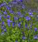 Veronika Österreichischer Ehrenpreis Royal Blue - Veronica austriaca
