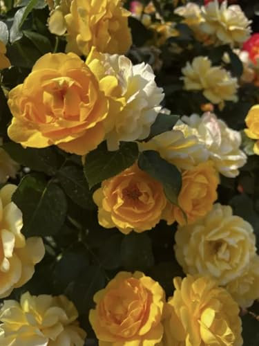 Arthur Bell - Climbing Rose - Bare Root Rose