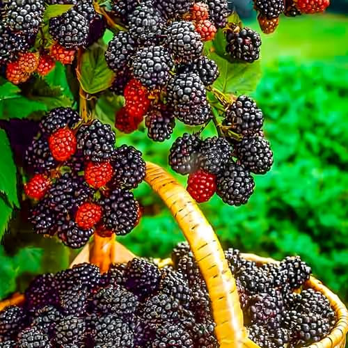 Brombeeren 'Triple Crown' 1 Pflanze im topf, Rubus fruticosa, Beerenobst, Brombeerpflanze, Brombeerstrauch, Säulenobst, winterhart, Gärten, Balkone, Terrassen, Obstpflanzen, Gartenpflanzen, blühend