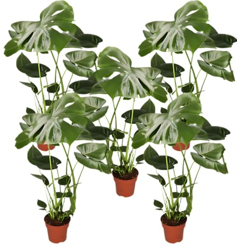 Pflanze Plus | Monstera deliciosa | Lotto da 5 piante | Pianta da interno facile da curare