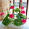 Lotus-Samen, Bonsai-Pflanzen, für Zuhause, Garten, Hydrokultur-Pflanze, Blume, Dekoration, Rose, Rot, 10 Schalen, Lotus-Samen für Frauen, Männer, Kinder, Anfänger, Gärtnergeschenk