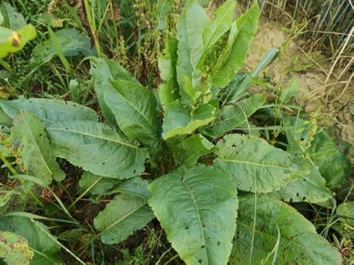 Sauerampfer Samen (lat. Rumex acetosa)- Deutsche Heilpflanze für Garten, Balkon, Hochbeet - Bienenfreundlich, Nährstoffreich - Perfekt für Salate, Suppen, Immunsystem und Gesundheit – Nachhaltig