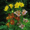 25 semi di Liliensamen peruanische Lilienmischung (Alstroemeria) Sementi di fiori