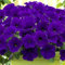 Graines Petunia Trilogy Bleu Trailing pétunia Graines 25 Graines pastillées