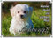 Petsigns Hundeschild Malteser - massives Schild mit Fotodruck - Türschild aus Metall, DIN A3