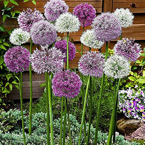 schone 15 x Allium Elegant – Spring Flowering Perennial Bulbs – Elegant Giant Flowers Creating Scenic Beauty – for Your Beautiful Garden, Violet,Purple