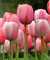 Pink Impression Tulpenzwiebeln zum Einpflanzen – Mehrjährige Blumenzwiebeln für Ihren schönen Garten (50 Zwiebeln)