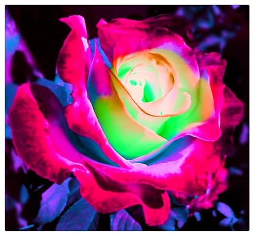 Mehrjährige Blumenzwiebel ist winterhart, Lebende Pflanzen, Seltene, Exotisch, Mysteriöse magische Glühbirne, Winterhart pflanzen, Blumenzwiebel Mix-1 Rosen Pflanzen Winterhart