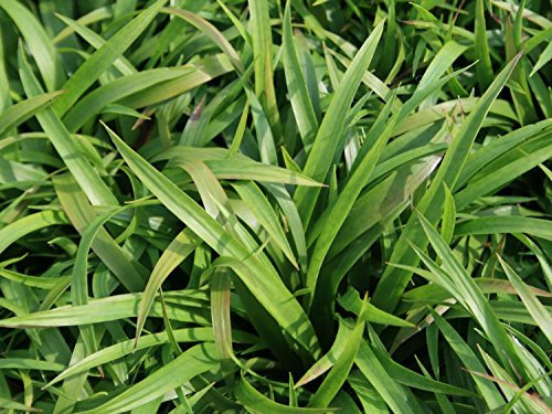 3 x Luzula sylvatica im 1 Liter Topf (Ziergras/Gräser/Winterhart/Mehrjährig/Stauden/Immergrün/Bodendecker) Wald-Marbel - Schattenliebende Schönheit, die bleibt - von Stauden Gänge