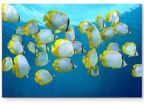 Paul Sinus Art Leinwandbilder | Bilder Leinwand 120x80cm Schwarm von bunten tropischen Fischen