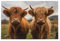 Kigai Scottish Highland Cow 1000 Pieces Wooden Jigsaw Puzzle for Adults Teens Kids, Fun Family Game for Holiday Toy Gift Home Decor, (g322631077p454c489s971)