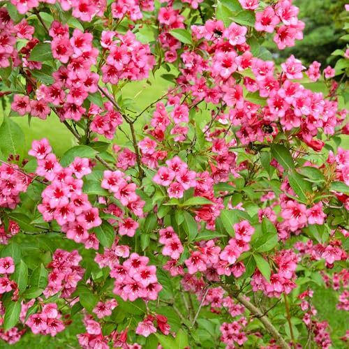 Weigela Eva Rathke Piante da Giardino Pronte per Esterni Arbusto Sempreverde in Vaso