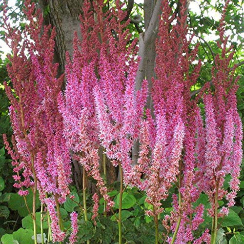 6 x Lanzenspiere 'Superba' - Astilbe Chinensis 'Superba' Topf 9x9cm: Rosa Blütenrispen, anspruchslos, für feuchte Standorte.