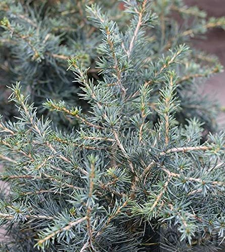 Hochstamm Himalaya Zeder Blue Globe 40-60cm - Cedrus deodara