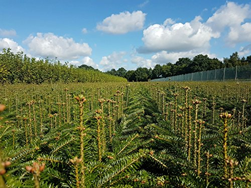 50st. Nordmanntannen 5j. 25-40cm ohne Wurzel gemessen XXL Nordmanntanne Weihnachtsbaum Abies nordmanniana Wurzelware