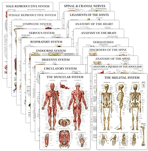 Anatomische Poster – laminiert – Muskulatur, Skelett, Verdauung, Atemwege, Kreislauf, endokrin, Lymphatisch, männlich und weiblich, nervös, Anatomiediagramm – 45.7x68.6 cm, 18 Stück