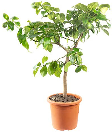 Limone 'Meyer' – Citrus x meyeri – altezza ca. 70 cm, diametro vaso 22 cm