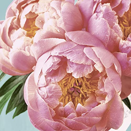 20 Servietten rosa Pfingstrose Blumen Pfingsten 24x24 cm