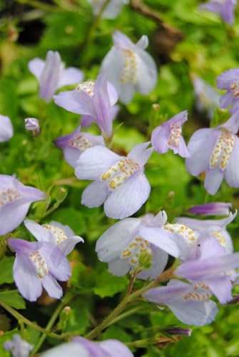 Mazus reptans ca. 9x9 cm Topf - Teppich-Mazus, zarte blaue Blüten, Blütezeit Frühling bis Sommer, ideal als Bodendecker, pflegeleicht und winterhart