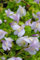 Mazus reptans ca. 9x9 cm Topf - Teppich-Mazus, zarte blaue Blüten, Blütezeit Frühling bis Sommer, ideal als Bodendecker, pflegeleicht und winterhart