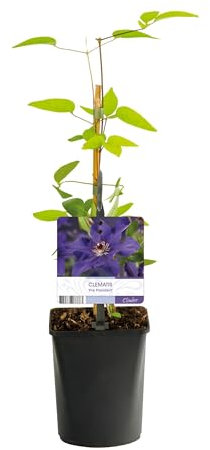 Kletterpflanze - Clematis The President - Blüte Rosa - Wenig Pflege - 2 Pflanzen - 30-40cm - Ø10cm - Gartenpflanze