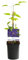 Kletterpflanze - Clematis The President - Blüte Rosa - Wenig Pflege - 2 Pflanzen - 30-40cm - Ø10cm - Gartenpflanze