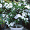 semi resistenti di azalea piante da balcone, fiori resistenti pianta di rododendro arbusti piante per il giardino Semi alberi, bonsai da interno arbusti a crescita rapida, arboree 100pcs