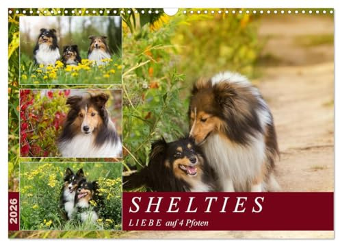 SHELTIES Liebe auf 4 Pfoten (Wandkalender 2026 DIN A3 quer), CALVENDO Monatskalender: Mit herrlichen Shetland Sheepdog Naturaufnahmen durch alle Jahreszeiten. (CALVENDO Tiere)