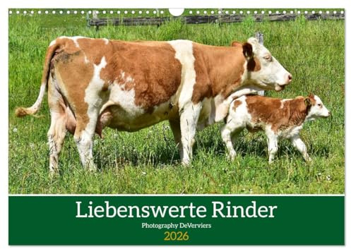 Liebenswerte Rinder (Wandkalender 2026 DIN A3 quer), CALVENDO Monatskalender: Nette Wiesenbewohner (CALVENDO Tiere)
