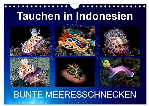 Tauchen in Indonesien - BUNTE MEERESSCHNECKEN (Wandkalender 2026 DIN A4 quer), CALVENDO Monatskalender: Bunte Nacktschnecken von meinen Tauchgängen in Indonesien (CALVENDO Tiere)