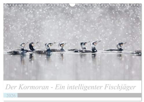 Der Kormoran - Ein intelligenter Fischjäger (Wandkalender 2026 DIN A3 quer), CALVENDO Monatskalender: Intime Einblicke in das Leben des Kormorans im Verlauf des Jahres (CALVENDO Tiere)