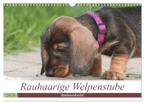 Rauhaarige Welpenstube (Wandkalender 2026 DIN A3 quer), CALVENDO Monatskalender: Rauhaardackel Welpen sind etwas besonderes. Schöne Momente aus der ... dieser kleinen Raubeinchen. (CALVENDO Hobbys)