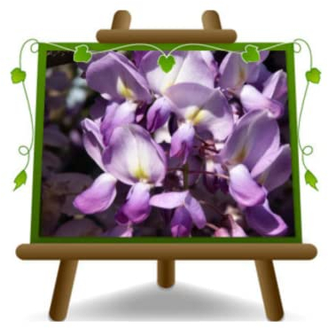 Wisteria Brakybotrys Ikoyama Fuji - Malven Glyzinien - Kletterpflanze - pflanze auf Blumentopf 18 - maximale Größe 200 cm