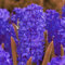 Hyazinthen zwiebelnHyazinthen knollen kaufen/Winterhart/Topf/Pflanze/Rhizom/Zierpflanze/langlebig/Blumenbeet/wunderschön/Garten-2zwiebeln-A
