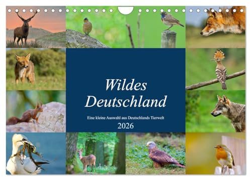Wildes Deutschland (Wandkalender 2026 DIN A4 quer), CALVENDO Monatskalender: Eine kleine Auswahl Deutschlands wilder Tiere. (CALVENDO Tiere)