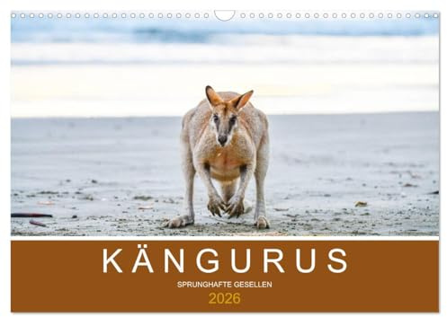 Kängurus, sprunghafte Gesellen (Wandkalender 2026 DIN A3 quer), CALVENDO Monatskalender: Das Wahrzeichen Australiens in 12 faszinierenden Bildern (CALVENDO Tiere)